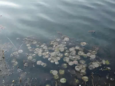 微生物的分類—特殊的細(xì)菌 微生物的分類—特殊的細(xì)菌